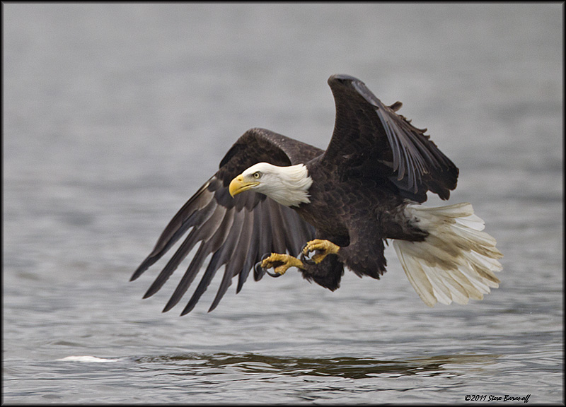 _1SB0771 bald eagle.jpg